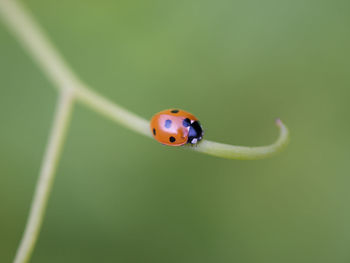 Close-up of ladybug on leaf