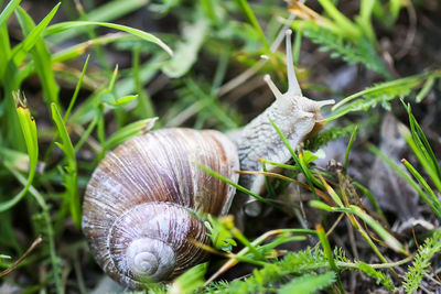 Close-up of snail on ground