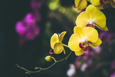 Close-up of yellow flowers