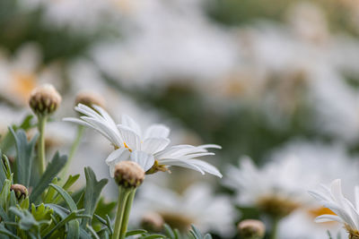 Close-up of white flowering plant