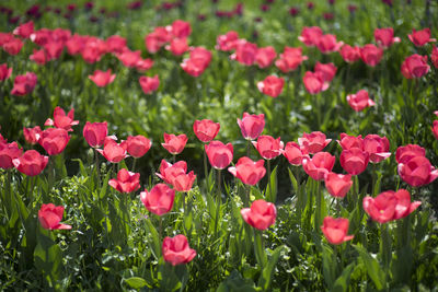 Close-up of pink flowering plants on field