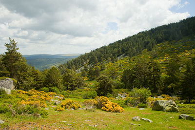 Scenic view of landscape against sky