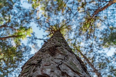 Low angle view of tree against sky