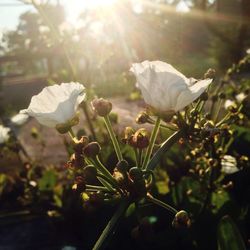 Close-up of flowers against sky