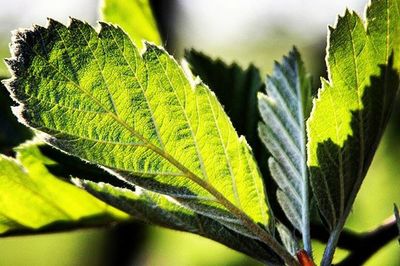 Close-up of leaves