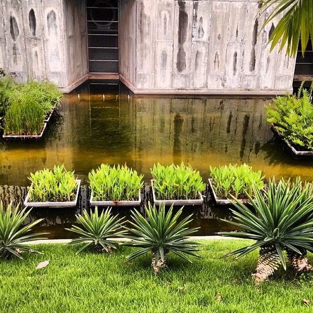 architecture, built structure, building exterior, water, tree, plant, grass, growth, pond, palm tree, green color, reflection, fountain, lawn, nature, house, potted plant, day, outdoors, sunlight