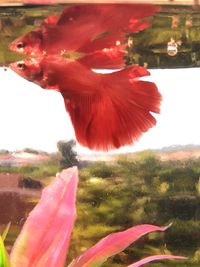 Close-up of red flower in fish tank
