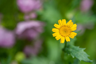 Close-up of yellow flowering plant