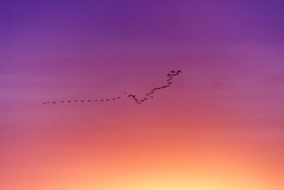 Silhouette birds flying against sky during sunset