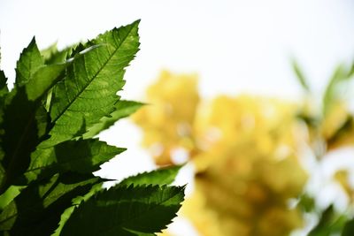 Close-up of fresh green leaves