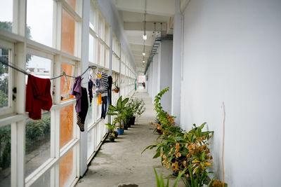 Potted plants hanging on alley amidst buildings