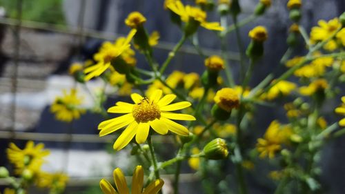 Close-up of yellow flowers blooming outdoors