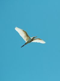Low angle view of bird flying against clear blue sky