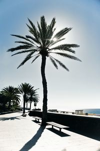 Palm tree by swimming pool against sky