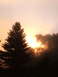 Sun shining through trees