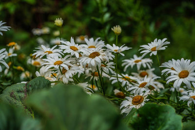 Close-up of white daisy flowers