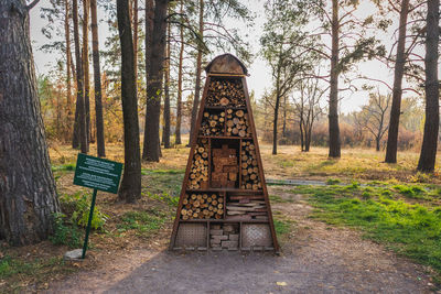 Rear view of woman standing in forest