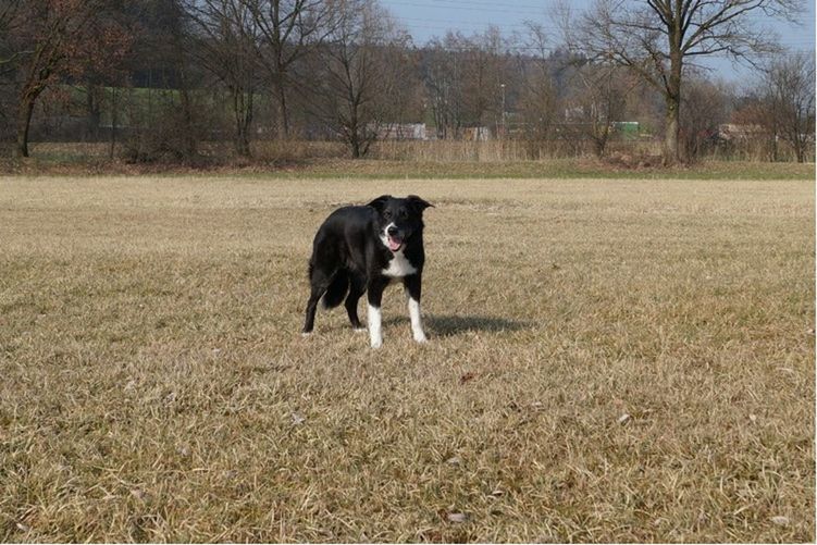 animal themes, domestic animals, dog, pets, one animal, grass, landscape, full length, field, mammal, front view, tranquil scene, grassy, outdoors, tranquility, day, zoology, grassland, animal, grass area, looking, no people, loyalty