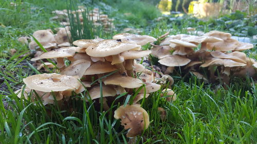 Close-up of mushrooms growing on field