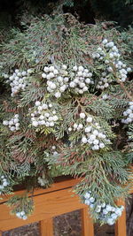 High angle view of flowering tree during winter