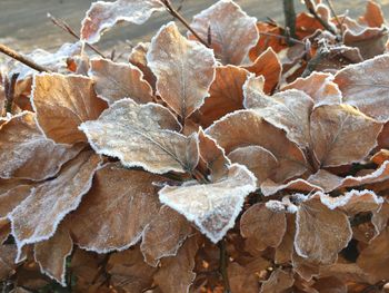 Close-up of snow on leaf during winter