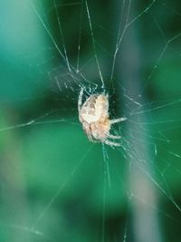 Close-up of spider on web