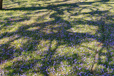 High angle view of purple flowering plants on field