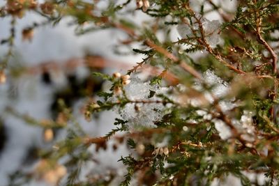 Close-up of frozen tree branch during winter