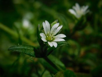 Close-up of white flowering plant
