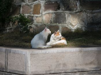 Dog on retaining wall