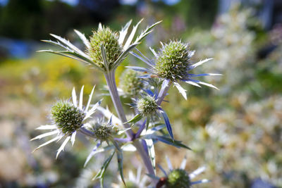 Close-up of purple flowering plant