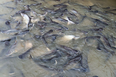 Full frame shot of fishes swimming