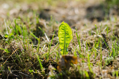 Close-up of green plant on field