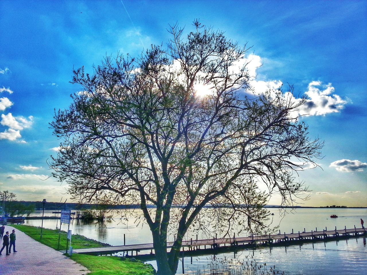 tree, sky, branch, water, cloud - sky, nature, beauty in nature, sunlight, sun, growth, flower, built structure, cloud, river, tranquility, railing, scenics, tranquil scene, sunset, silhouette