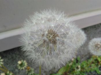 Close-up of dandelion flower