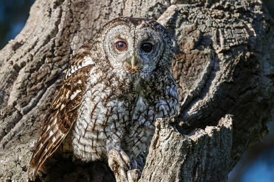 owl