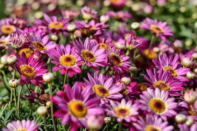 Close-up of flowers blooming outdoors