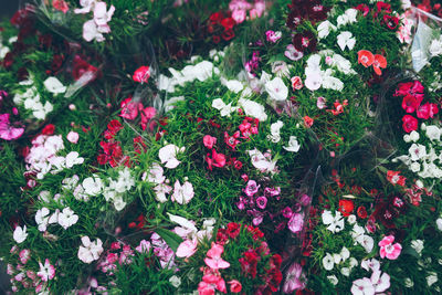 Close-up of flowers blooming outdoors