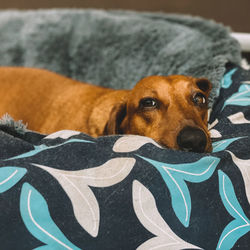 Close-up of dog resting