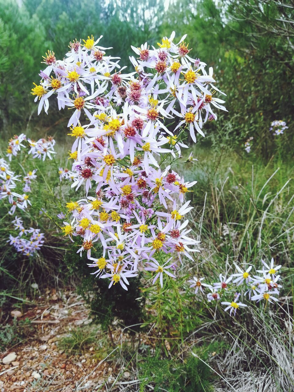 CLOSE-UP OF PURPLE FLOWERING PLANT