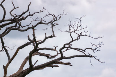 Low angle view of bare tree against sky