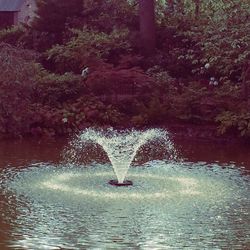 View of tree in water