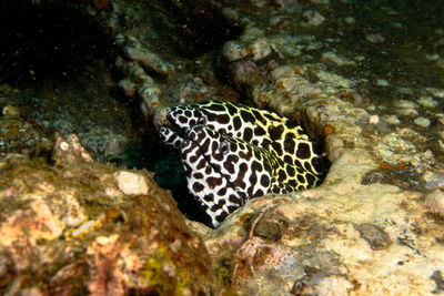 Close-up of coral in sea