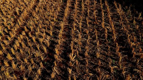Full frame shot of crops on field