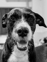 Close-up portrait of dog at home