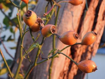 Close-up of fruits on tree