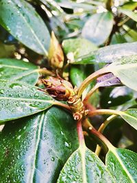 Close-up of insect on leaves