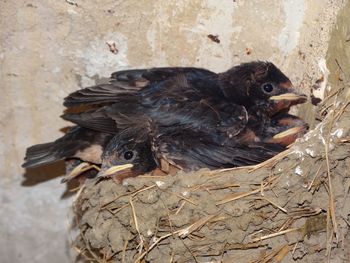 Close-up of birds in nest