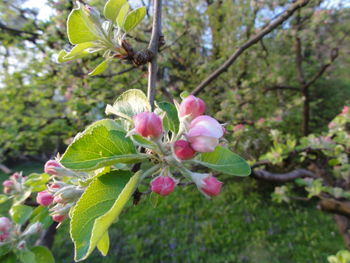 Close-up of pink flowers