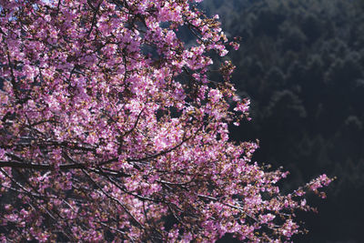 Kawazu cherry blossoms blooming in early spring in toyamago, nagano, japan.